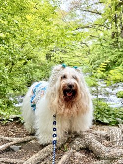 画像7: ライトツーウェイ☆ストレリチア柄ガーリーワンピ（アイボリー）・４号