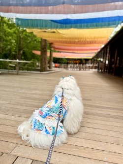 画像5: ライトツーウェイ☆ストレリチア柄ガーリーワンピ（アイボリー）・４号