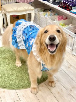 画像9: ツーウェイ☆ブルーハート柄ガーリーワンピ・９号