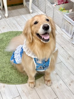 画像11: ツーウェイ☆ブルーハート柄ガーリーワンピ・９号