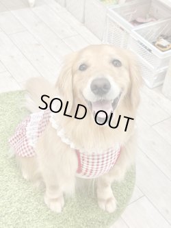 画像7: レースコットン☆ギンガム柄ガーリーワンピ（レッド）・５号