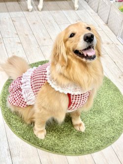 画像9: レースコットン☆ギンガム柄スーパーガーリーワンピ（レッド）・５号