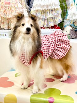 画像2: レースコットン☆ギンガム柄フェミニンワンピ（レッド）・０号