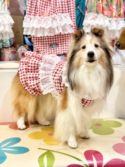 画像3: レースコットン☆ギンガム柄スーパーガーリーワンピ（レッド）・５号