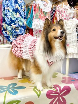 画像6: レースコットン☆ギンガム柄スーパーガーリーワンピ（レッド）・５号