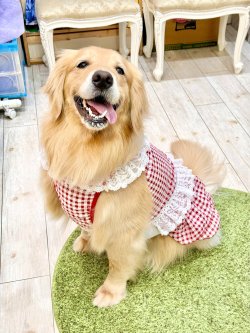 画像13: レースコットン☆ギンガム柄スーパーガーリーワンピ（レッド）・５号