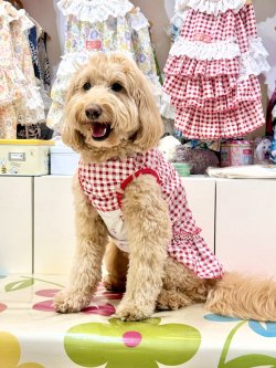 画像5: レースコットン☆ギンガム柄フェミニンワンピ（レッド）・０号