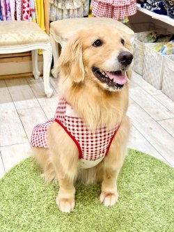 画像8: レースコットン☆ギンガム柄フェミニンワンピ（レッド）・０号