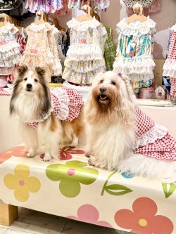 画像5: レースコットン☆ギンガム柄スーパーガーリーワンピ（レッド）・５号