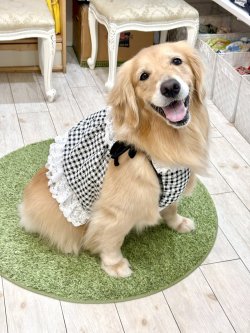 画像10: レースコットン☆ギンガム柄ガーリービスチェ（ブラック）・３号