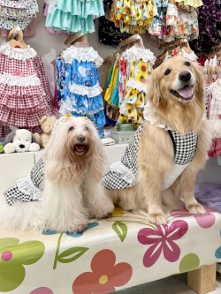 画像10: レースコットン☆ギンガム柄ガーリーワンピ（ブラック）・２号