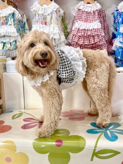 画像7: レースコットン☆ギンガム柄ガーリービスチェ（ブラック）・３号