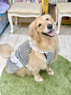 画像7: レースコットン☆ギンガム柄ガーリーワンピ（ブラック）・２号