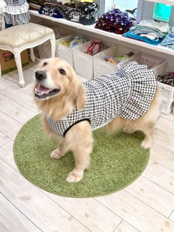 画像9: レースコットン☆ギンガム柄フェミニンワンピ（ブラック）・０号