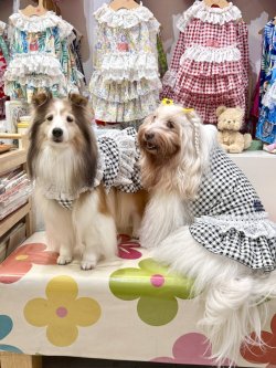 画像4: レースコットン☆ギンガム柄ガーリーワンピ（ブラック）・２号