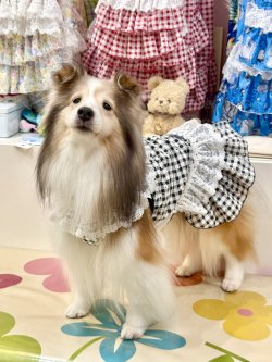 画像2: レースコットン☆ギンガム柄ガーリーワンピ（ブラック）・２号