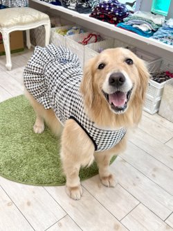 画像10: レースコットン☆ギンガム柄フェミニンワンピ（ブラック）・０号