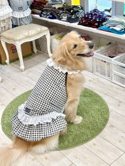 画像8: レースコットン☆ギンガム柄ガーリーワンピ（ブラック）・２号