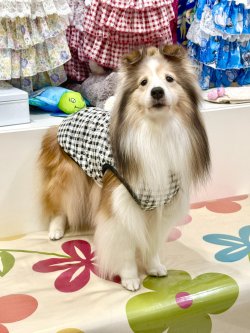 画像4: レースコットン☆ギンガム柄タンク（ブラック）・７号