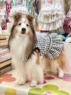 画像2: レースコットン☆ギンガム柄フェミニンワンピ（ブラック）・０号