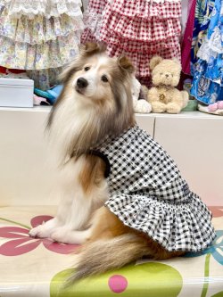 画像3: レースコットン☆ギンガム柄フェミニンワンピ（ブラック）・０号