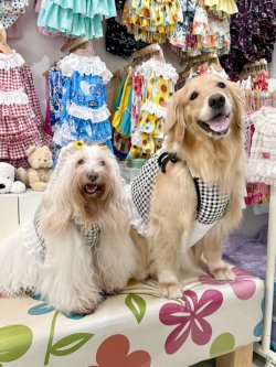 画像12: レースコットン☆ギンガム柄ガーリービスチェ（ブラック）・３号