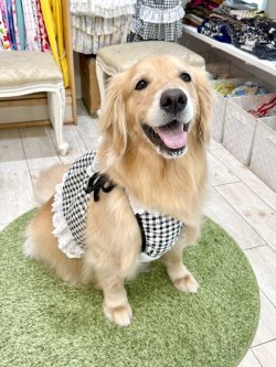 画像9: レースコットン☆ギンガム柄ガーリービスチェ（ブラック）・３号