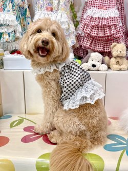 画像6: レースコットン☆ギンガム柄ガーリービスチェ（ブラック）・３号