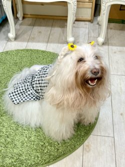 画像5: レースコットン☆ギンガム柄フェミニンワンピ（ブラック）・０号