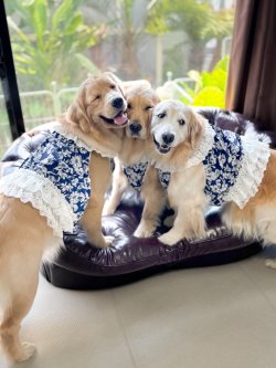 画像2: ツーウェイ☆ネイビーボタニカル柄ガーリービスチェ・５号