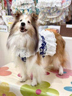 画像4: ツーウェイ☆ネイビーボタニカル柄ガーリービスチェ・５号