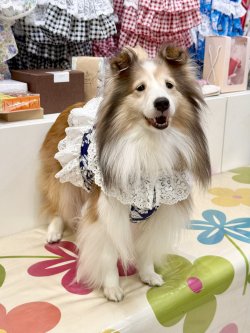 画像3: ツーウェイ☆ネイビーボタニカル柄ガーリービスチェ・５号