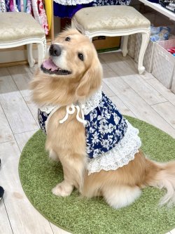 画像11: ツーウェイ☆ネイビーボタニカル柄ガーリービスチェ・５号