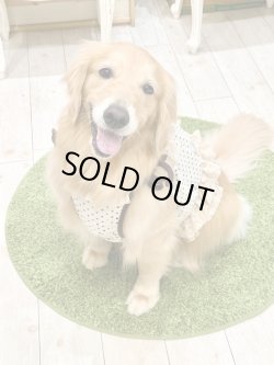 画像7: ツーウェイ☆ショコラドット柄ガーリービスチェ・２号