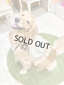 画像9: ツーウェイ☆ショコラドット柄ガーリービスチェ・２号