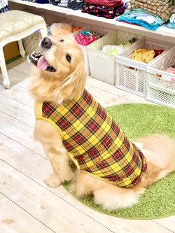 画像10: イエロータータン☆タンク・７号