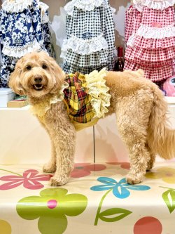 画像9: イエロータータン☆ガーリービスチェ・９号