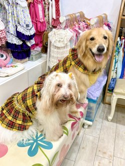 画像13: イエロータータン☆共布２段ガーリーワンピ・７号