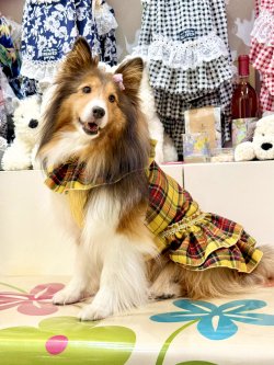 画像4: イエロータータン☆共布２段ガーリーワンピ・７号