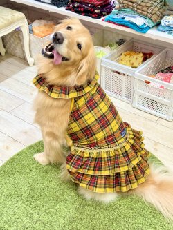 画像11: イエロータータン☆共布２段ガーリーワンピ・７号