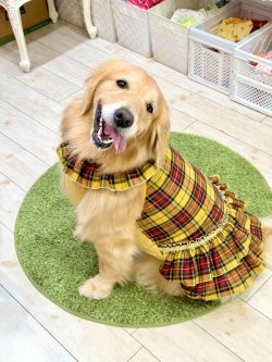 画像9: イエロータータン☆共布２段ガーリーワンピ・７号