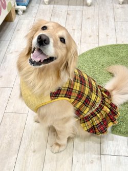 画像10: イエロータータン☆フェミニンワンピ・６号