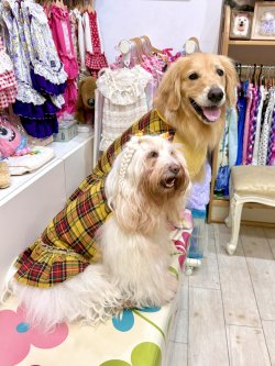 画像13: イエロータータン☆フェミニンワンピ・６号