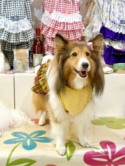 画像8: イエロータータン☆フェミニンワンピ・６号