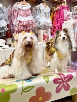 画像4: イエロータータン☆フェミニンワンピ・６号