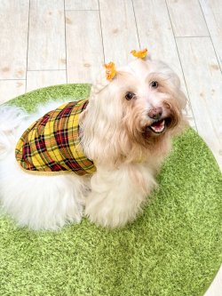 画像7: イエロータータン☆タンク・７号