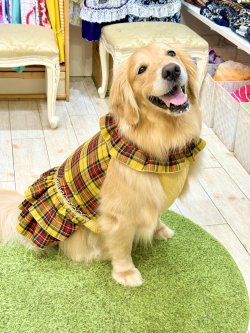 画像10: イエロータータン☆共布２段ガーリーワンピ・７号