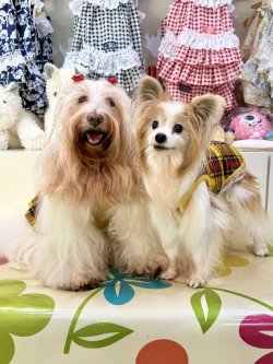 画像2: イエロータータン☆タンク・７号