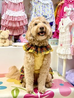 画像6: イエロータータン☆共布２段ガーリーワンピ・７号