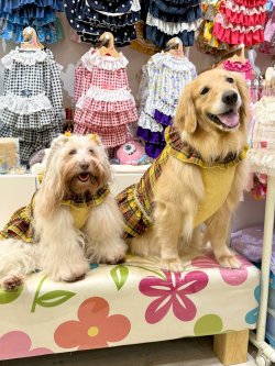 画像12: イエロータータン☆共布２段ガーリーワンピ・７号